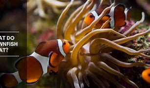 Image result for Clownfish Fry Food