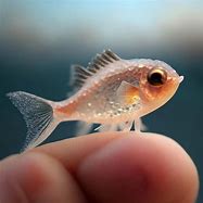 Image result for Long Cute Fish