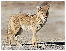 Image result for Coyote Harey