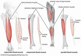 Image result for Quadriceps Tendon Atrophy