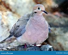 Image result for Morning Dove AZ