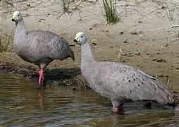 Image result for Cape Barren Geese