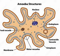 Image result for Amoeba Food Vacuole