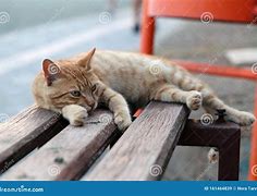 Image result for Laying Wild Cat