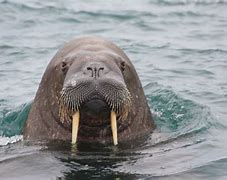 Image result for Fattest Walrus