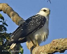 Image result for Black and White Hawk