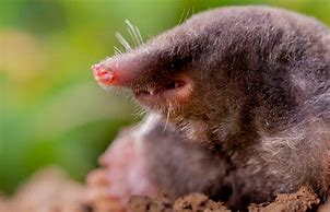 Image result for Mole Vole