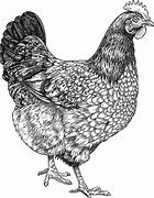 Image result for Chicken Drawing Jpg