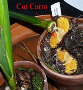 Image result for Corm Botany