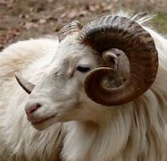 Image result for Ram Big Horn