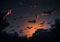 Image result for From Window Night Sky with Bats