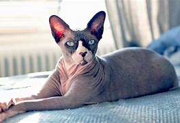 Image result for Blue Sphynx Cat