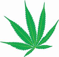 Image result for Transparent Marijuana Leaf Clip Art