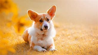 Image result for Best Corgi