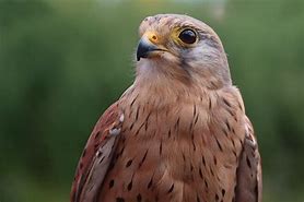 Image result for Kestrel Falconry