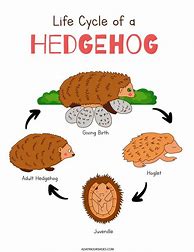 Image result for Hedgehog Worksheet