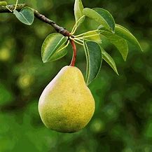 Image result for One Pear