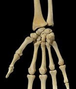 Image result for Fox Phalanges