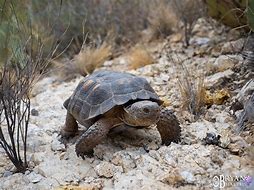 Image result for Arizona Desert Tortoise