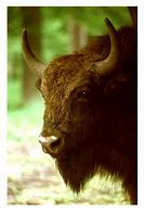 Image result for Polish Bison