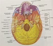 Image result for Skull Inferior View