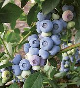 Image result for Liberty Blueberry