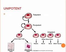 Image result for Unipotent Stem Cells