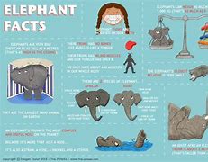 Image result for Baby Elephant Facts