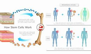 Image result for Stem Cell Function