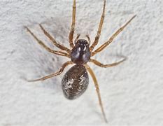 Image result for Brown House Spider Poisonous