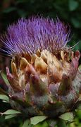 Image result for Globe Artichoke