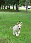 Image result for White German Shepherd 1 Year Old