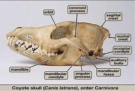 Image result for Coyote Skull Anatomy