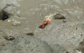 Image result for Fiddler Crab Larva