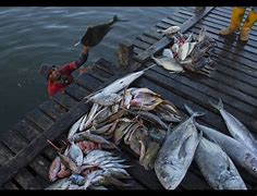 Image result for Penangkapan Ikan