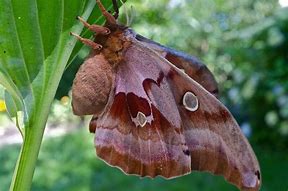 Image result for Female Polyphemus Moth