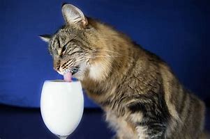 Image result for Cat Drinking Milk