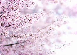 Image result for Cherry Blossom Tree Branches