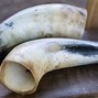 Image result for Stinking Horns