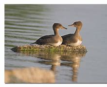 Image result for Hen Hooded Merganser