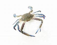 Image result for Ketam Bangkang