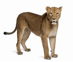 Image result for Mother Lioness