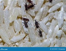 Image result for Rice Moth