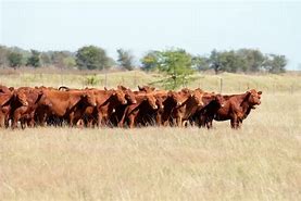 Image result for Red Angus Cattle