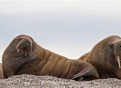 Image result for Walrus Rhyme