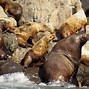 Image result for Kenai Fjords