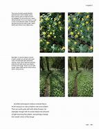 Image result for Vegetation Photography Book