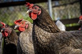 Image result for Blue Plymouth Rock Chicken