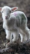 Image result for Cute Lamb Face