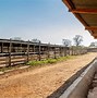 Image result for Feedlot